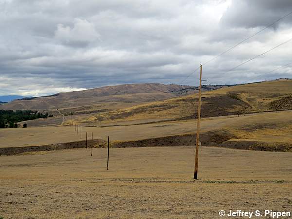 American Kestrel (Falco sparverius)