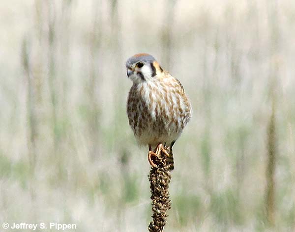 American Kestrel (Falco sparverius)