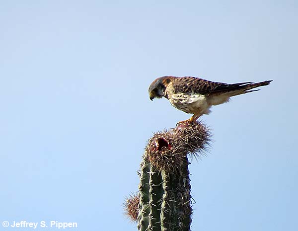 American Kestrel (Falco sparverius)