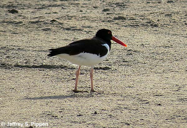 American Oystercatcher (Haematopus palliatus)