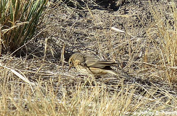 American Pipit (Anthus rubescens)
