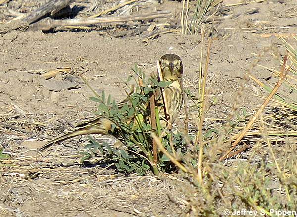 American Pipit (Anthus rubescens)