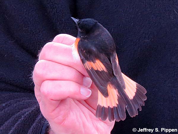 American Redstart (Setophaga ruticilla)