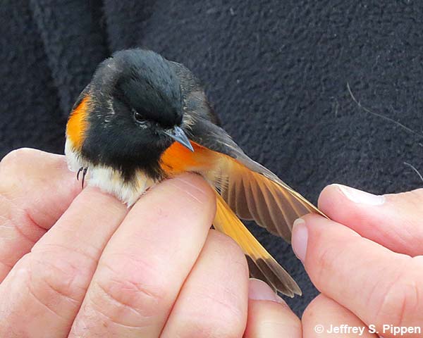 American Redstart (Setophaga ruticilla)