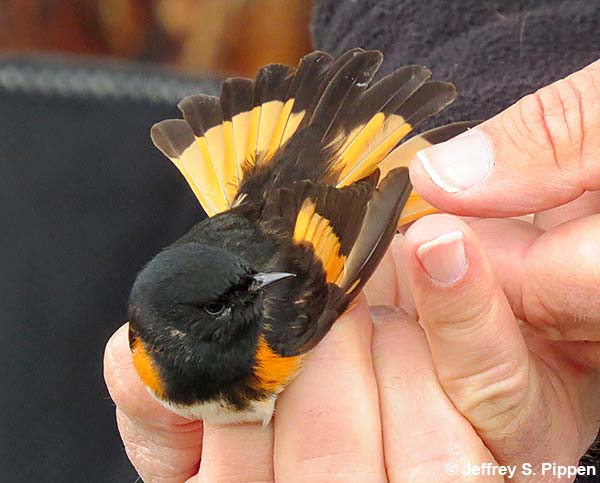 American Redstart (Setophaga ruticilla)