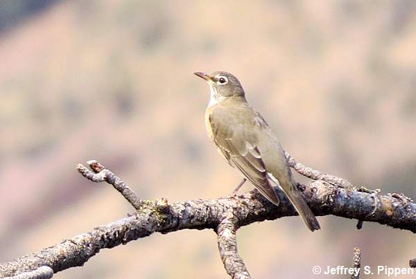 American Robin (Turdus migratorius)