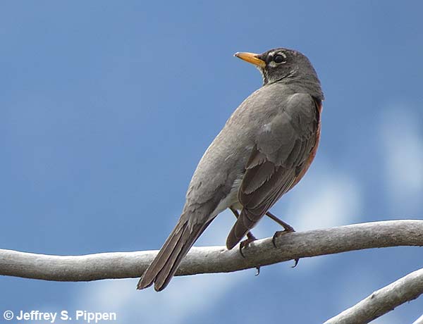 American Robin (Turdus migratorius)