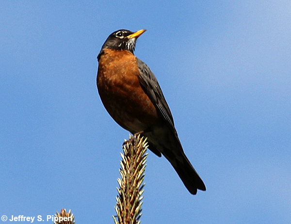 American Robin (Turdus migratorius)