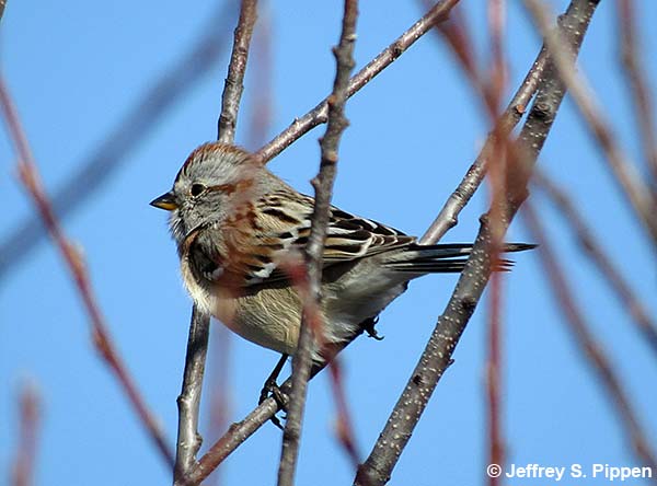 American Tree Sparrow (Spizella arborea)