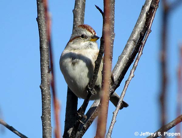 American Tree Sparrow (Spizella arborea)