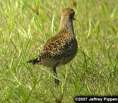 American Golden-Plover (Pluvialis dominica)