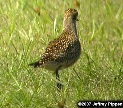 American Golden-Plover (Pluvialis dominica)