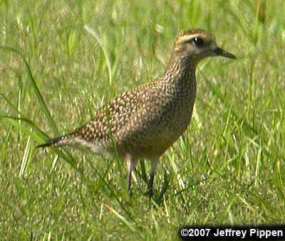 American Golden-Plover (Pluvialis dominica)