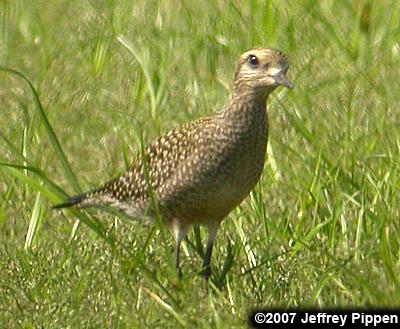 American Golden-Plover (Pluvialis dominica)