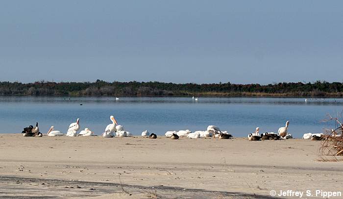 American White Pelican (Pelecanus erythrorhynchos)