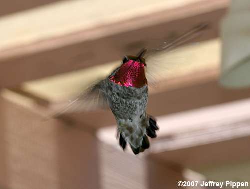 Anna's Hummingbird (Calypte anna)