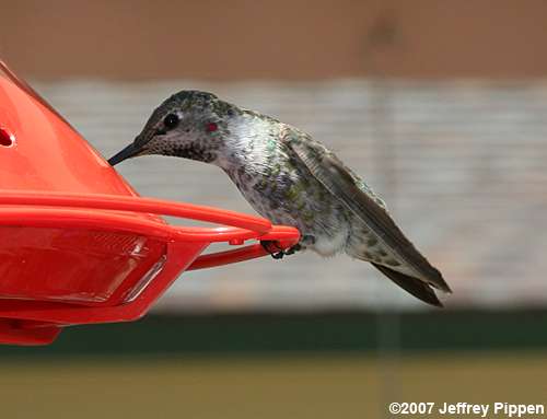Anna's Hummingbird (Calypte anna)
