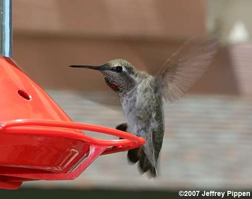 Anna's Hummingbird (Calypte anna)