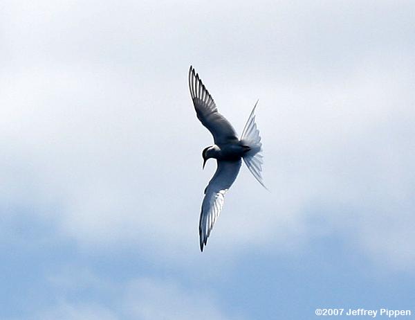 Arctic Tern (Sterna paradisaea)