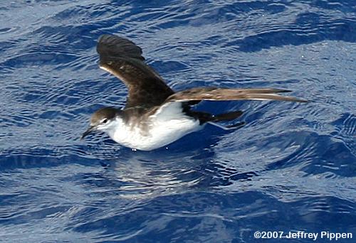Audubon's Shearwater (Puffinus iherminieri)