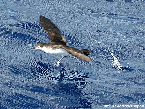 Audubon's Shearwater (Puffinus iherminieri)
