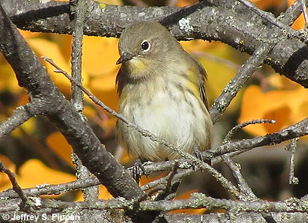 Yellow-rumped Warbler (Setophaga coronata)