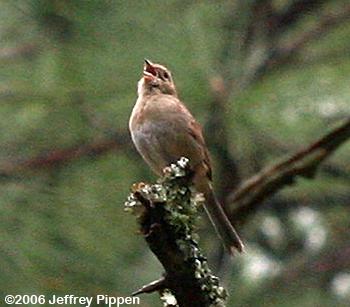 Bachman's Sparrow (Aimophila aestivalis)