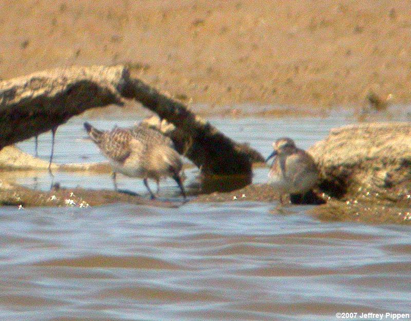 Baird's Sandpiper (Calidris bairdii)