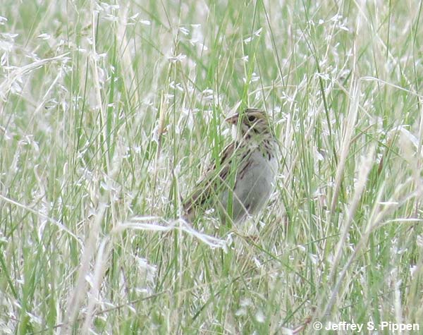 Baird's Sparrow (Ammodramus bairdii)
