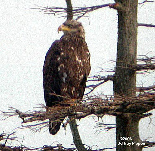 Bald Eagle (Haliaeetus leucocephalus)