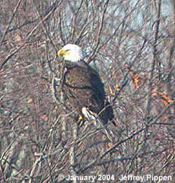 Bald Eagle