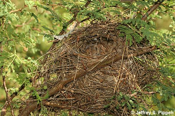Bananaquit nest (Coereba flaveola)