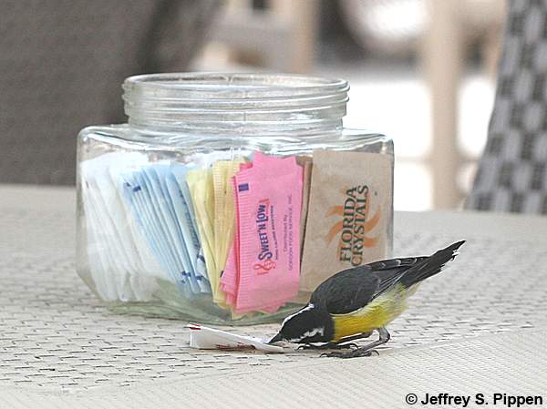 Bananaquit nest (Coereba flaveola)