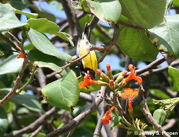 Bananaquit (Coereba flaveola)