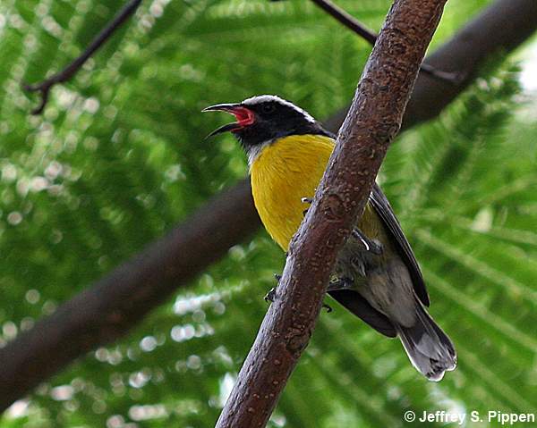 Bananaquit (Coereba flaveola)