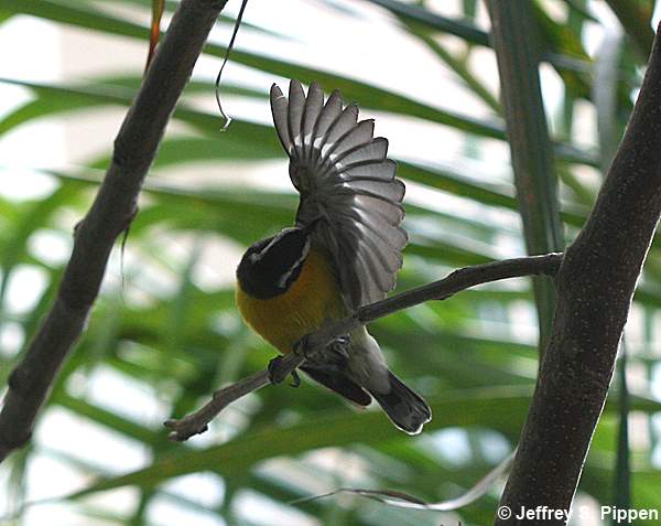 Bananaquit (Coereba flaveola)