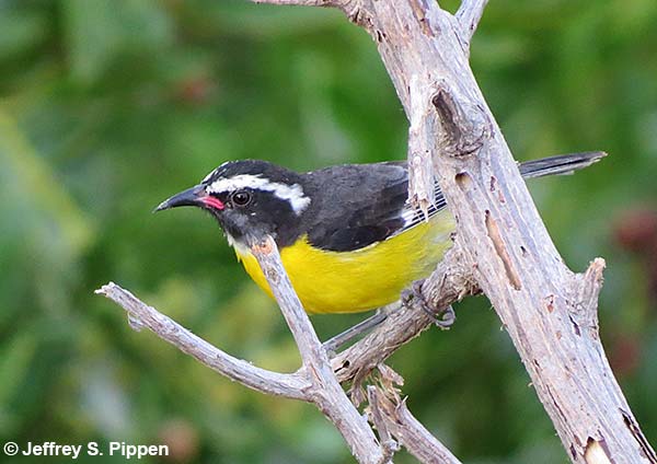 Bananaquit nest (Coereba flaveola)