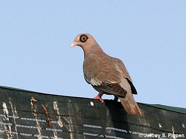 Bare-eyed Pigeon (Patagioenas corensis)