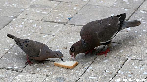 Bare-eyed Pigeon (Patagioenas corensis)