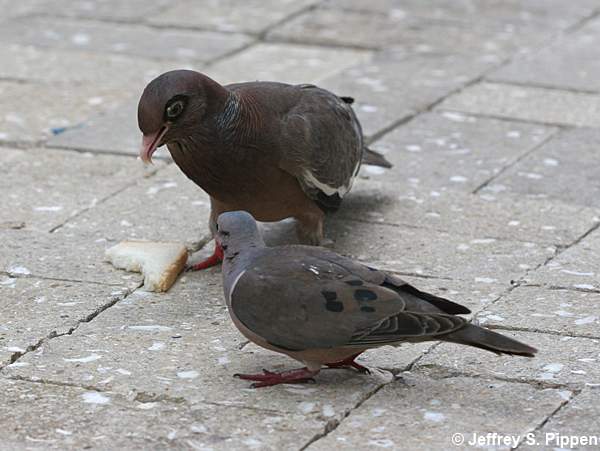 Bare-eyed Pigeon (Patagioenas corensis)