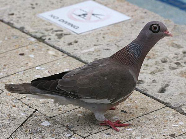 Bare-eyed Pigeon (Patagioenas corensis)