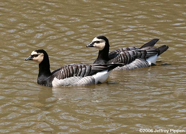 Barnacle Goose (Branta leucopsis)