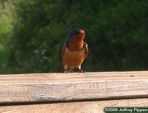 Barn Swallow (Hirundo rustica)