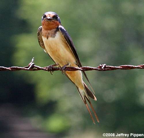 Barn Swallow (Hirundo rustica)