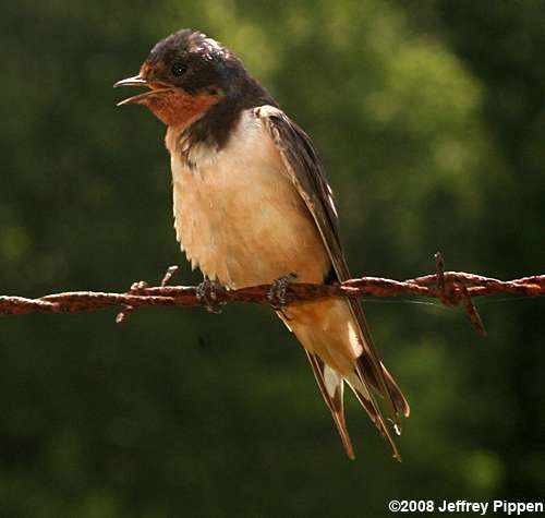 Barn Swallow (Hirundo rustica)