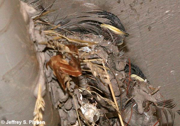 Barn Swallow (Hirundo rustica)