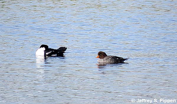 Barrow's Goldeneye (Bucephala islandica)