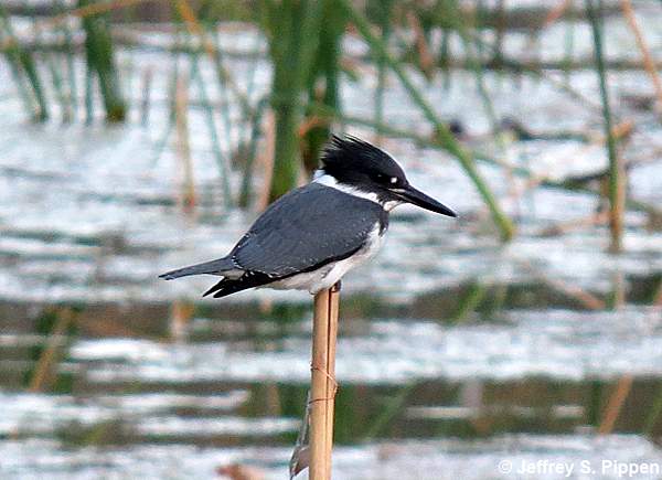 Belted Kingfisher (Ceryle alcyon)