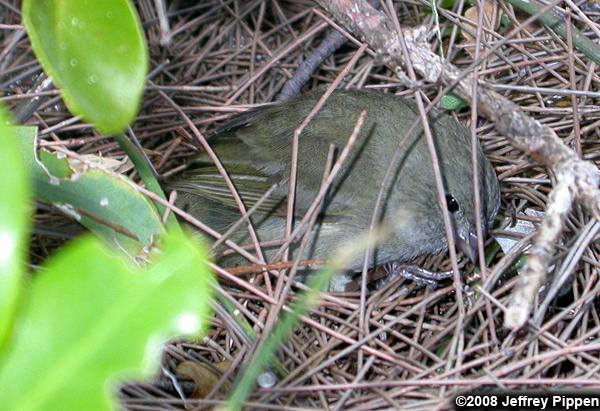 Black-faced Grassquit (Tiaris bicolor)