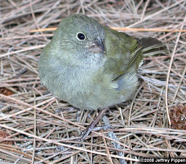 Black-faced Grassquit (Tiaris bicolor)